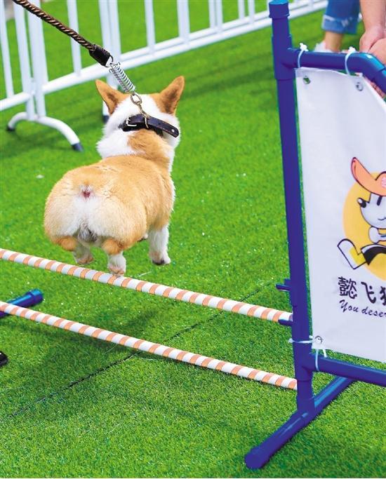 宠物夏季运动会,"汪星人"萌翻全场