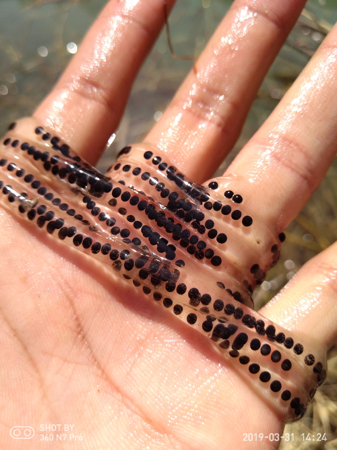 【春之韵】-万物初_360社区