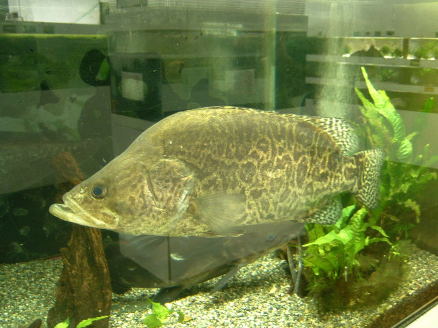 鳜(学名:siniperca chuatsi)