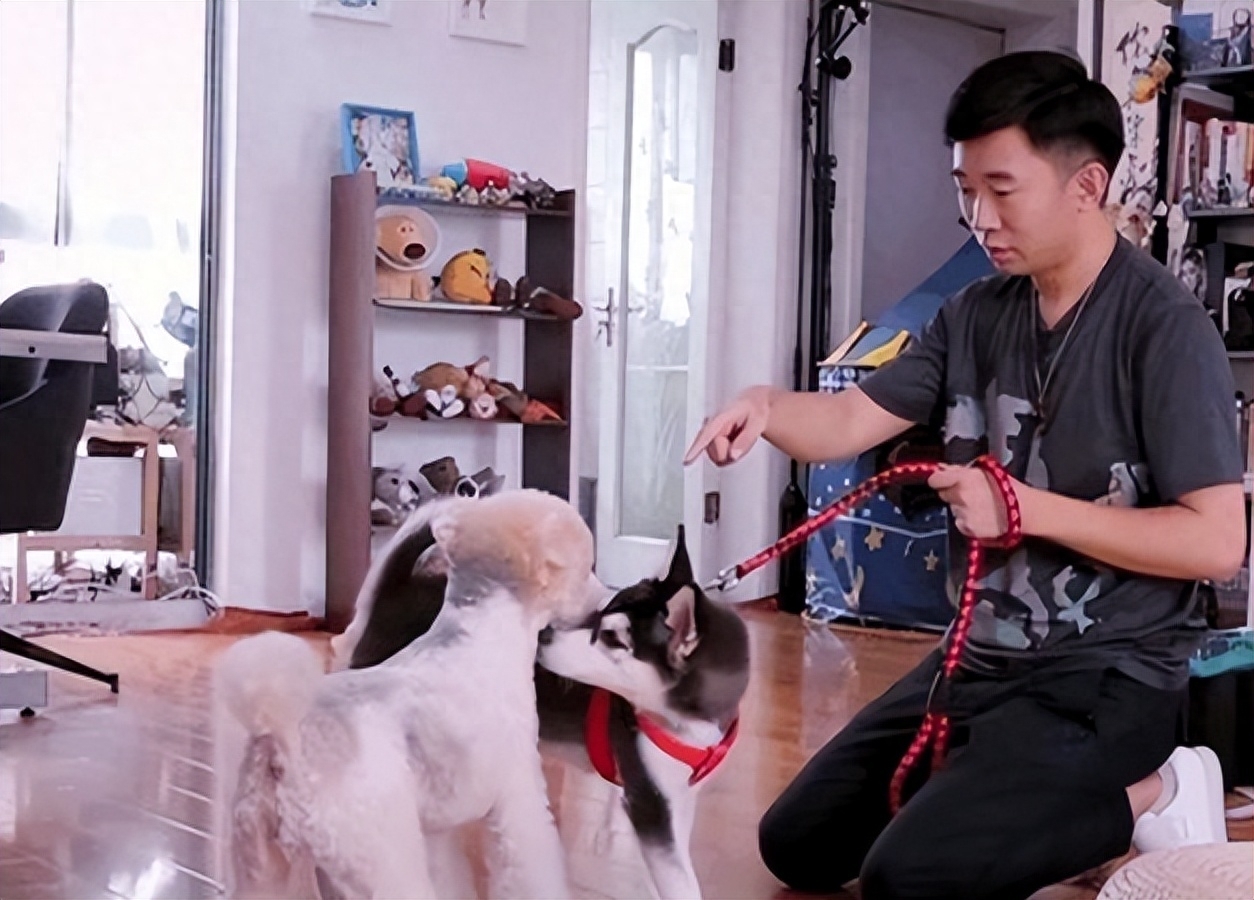 三位明星都谈流浪狗，杨迪的经历有说服力，他怕狗为何还要养狗 - 360娱乐，你开心就好