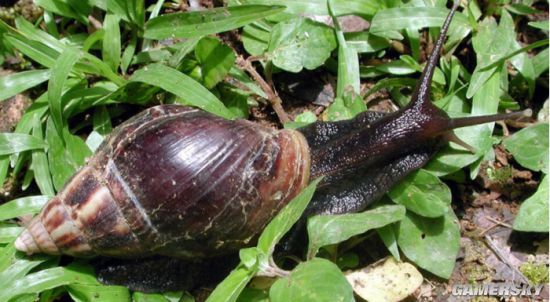 美国出现巨型蜗牛能吃灰泥和混凝土墙