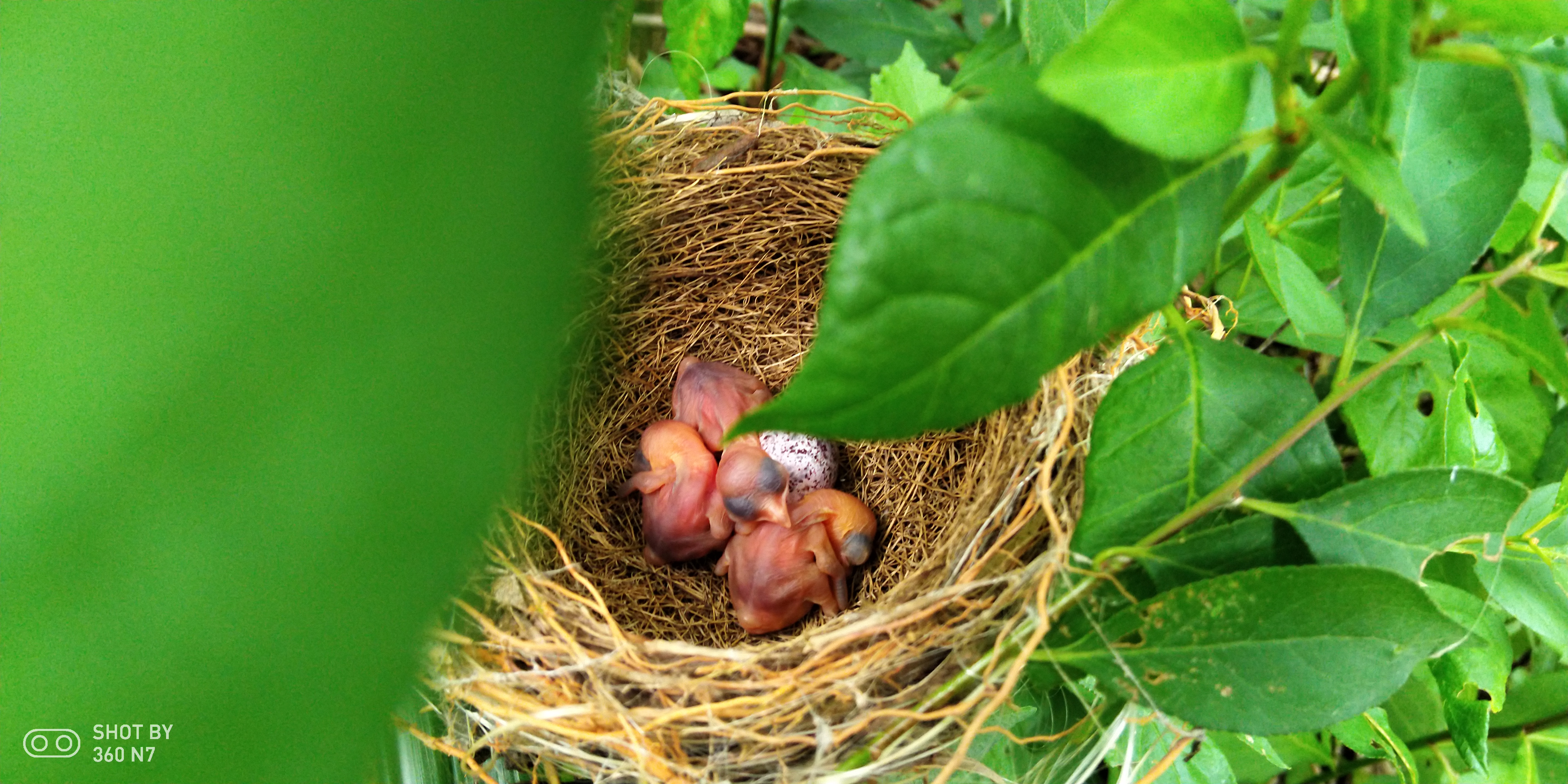 360n7延时摄影七天全拍摄n7完全记录小鸟破壳而出全过程