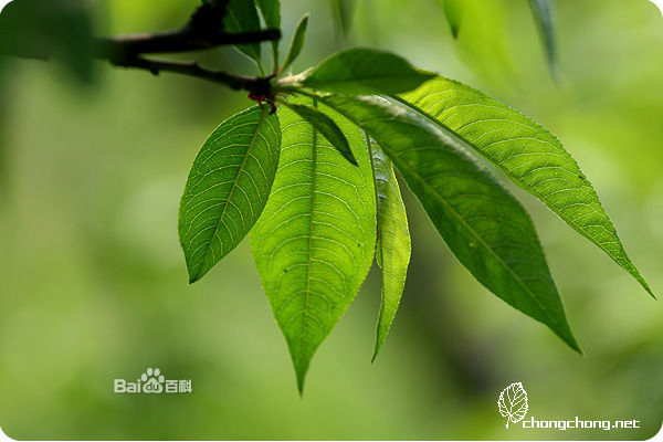 形状很像柳树的叶子,颜色更绿一些,叶脉没有柳树的叶子那么明显,比