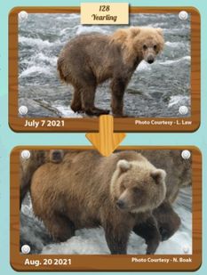 美国动物园举办胖熊比赛冬眠前后对比照惊人