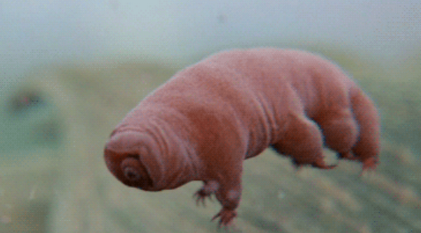 神秘dna可使最顽强生物水熊无水无食物仍存活30年_360社区