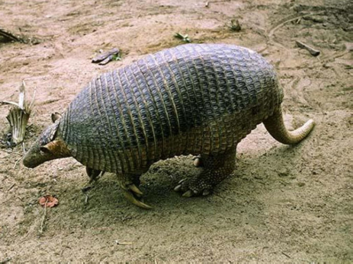 难得一见的巨大动物大犰狳