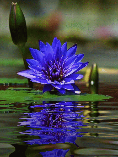 450_600竖版 竖屏gif 动态图 动图