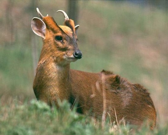 湖北巴东发现罕见白麂 古代曾被称为"瑞兽"