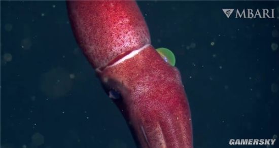 美国加州725米深海现草莓乌贼浑身通红两眼差异巨大