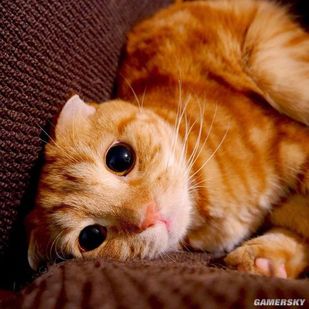 如此诱人的橘色猫中的萌界之王一个眼神让人沦陷