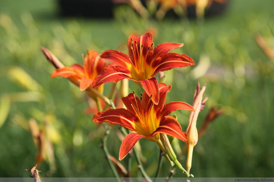 忘忧草-百合科萱草属草本植物