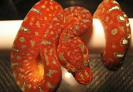 69 综合版区 69 粉丝杂谈   翡翠树蟒蛇在年幼的时候颜色是红色的