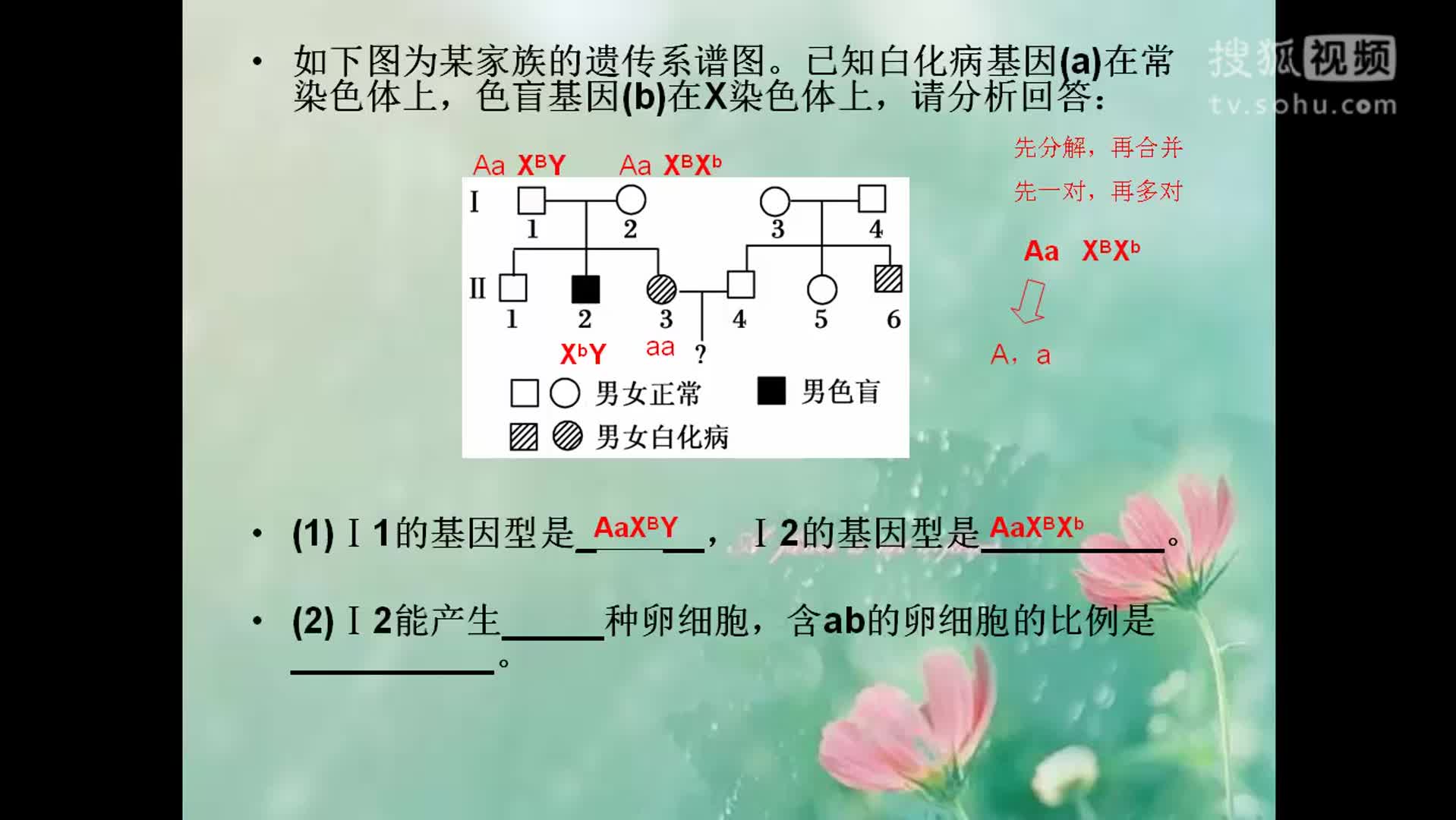 高中生物遗传图谱图片