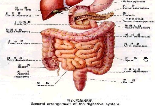 女性右下腹部解剖圖