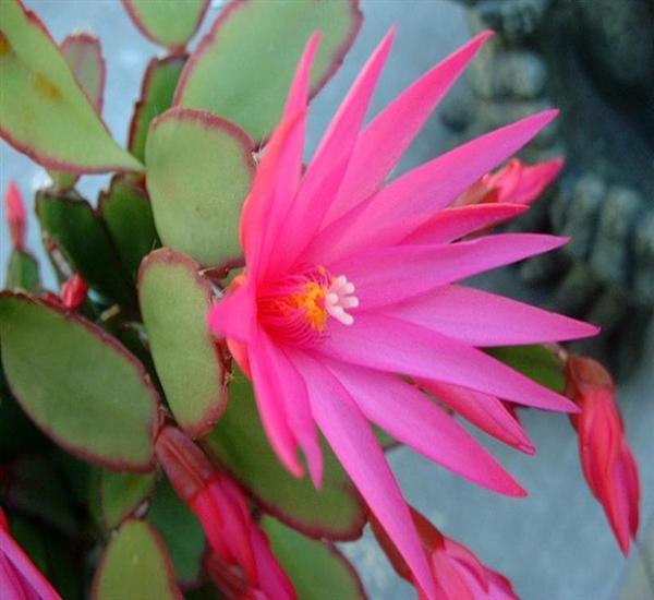 假昙花