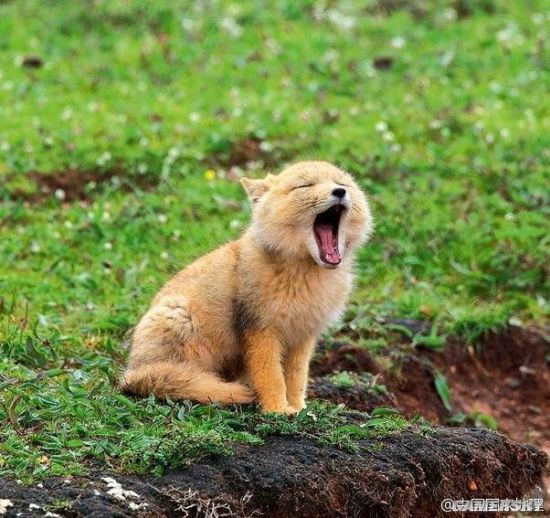 高原地带的"藏狐"也被网友们笑成"大方脸网红",表情除了面瘫还是面瘫