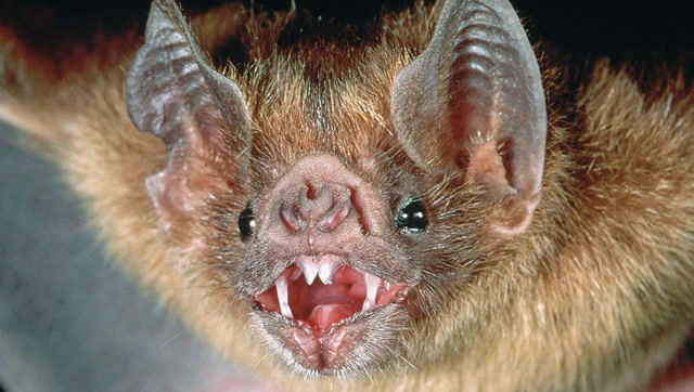 恐怖的吸血蝙蝠:一晚上不吸血就会死掉