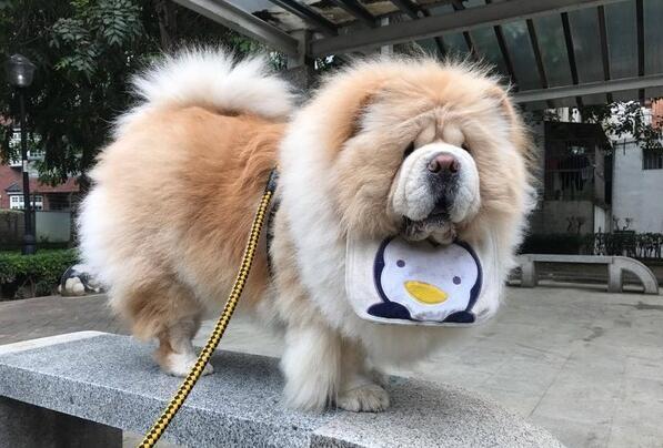 松狮犬呼呼自备8层游泳圈,网友自曝尾巴也有惊喜才是亮点!