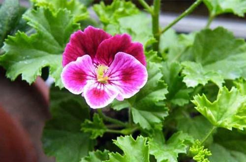 广州园林绿化工程公司,天竺葵 广州园林绿化工程公司,天竺葵