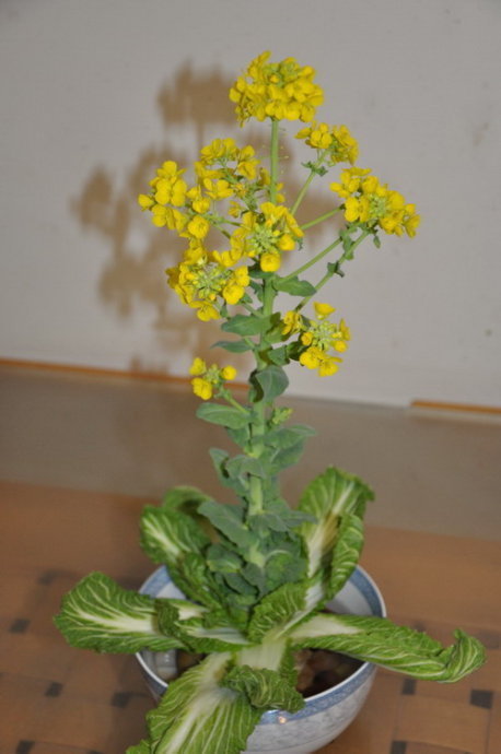 这棵白菜花的根系?叶脉?花瓣的特征?