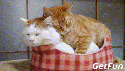 假如世上没有猫,这个世界将会变成什么样子?