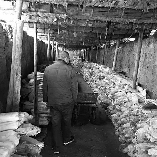 晋中200多万斤白菜滞销 再卖不出去就烂在地窖里了(图)