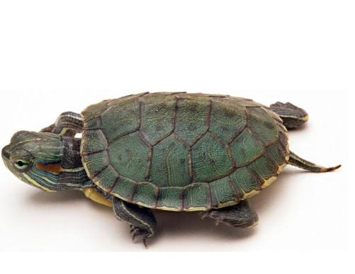 巴西龟的品种图片