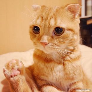 如此诱人的橘色猫中的萌界之王一个眼神让人沦陷