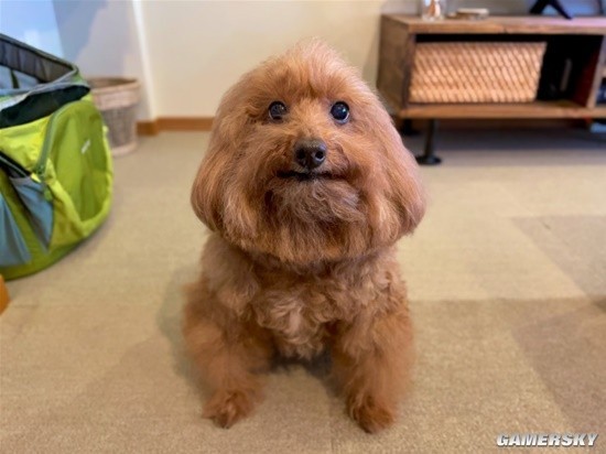 这只像极海格的泰迪还会尴尬而不失礼貌的微笑