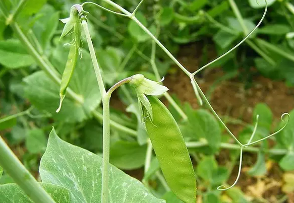 穀物菜豌豆秋延遲栽培技術