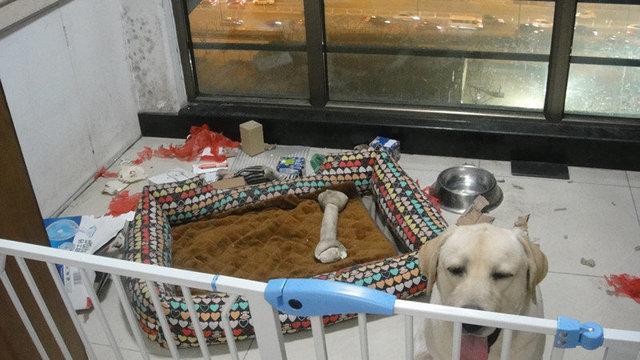 两天收出来被他霍霍的东西,都一大箱子了.什么雨伞,网线,风扇,资料.