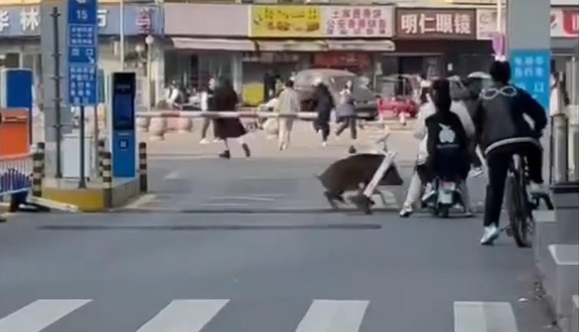 学校出现野猪被逼走