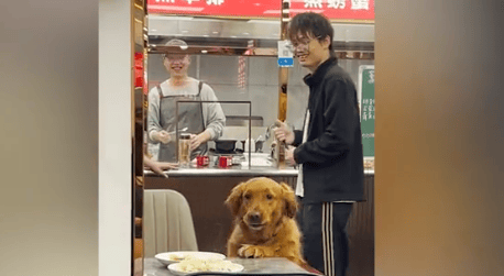 金毛餐厅偷饺子主人买下餐盘