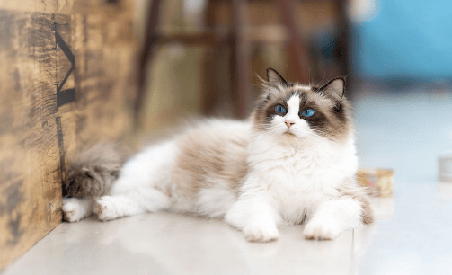 猫咪做绝育被摘脾脏