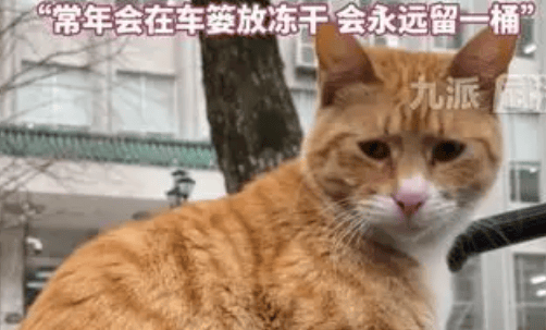 大学生替偷吃小猫写道歉信