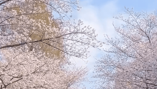 樱花树下人比花瓣多