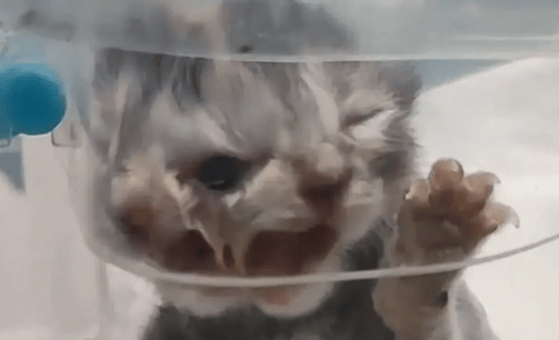 主人回应3眼2鼻2嘴双头猫