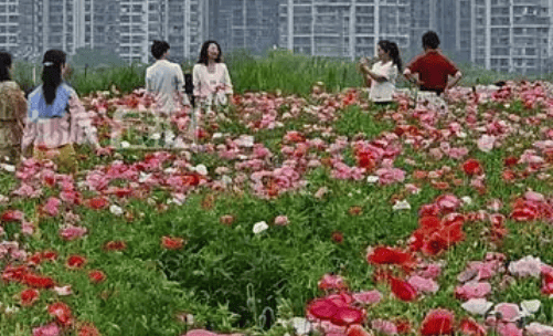 3万平方米彩虹花海