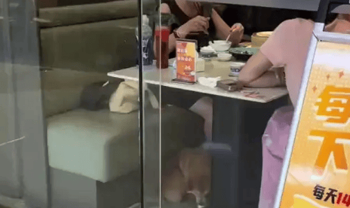 将狗带进餐厅用店内盘子喂饭