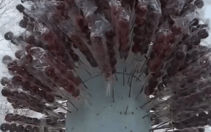 树上长了1万多根免费糖葫芦