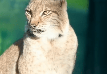 不小心闯入现实版疯狂动物城