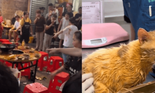 猫掉进火锅烫伤9人